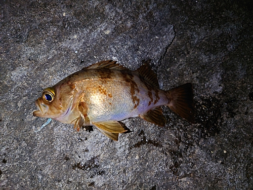 メバルの釣果