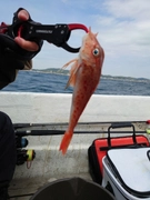 カナガシラの釣果