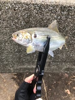 コノシロの釣果