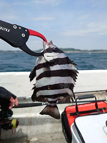 イシダイの釣果