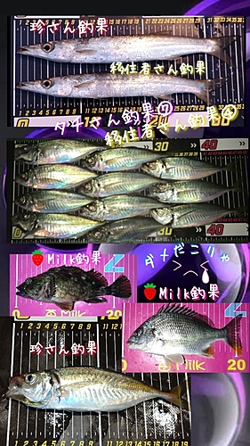 カサゴの釣果