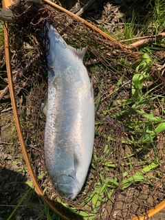 サクラマスの釣果