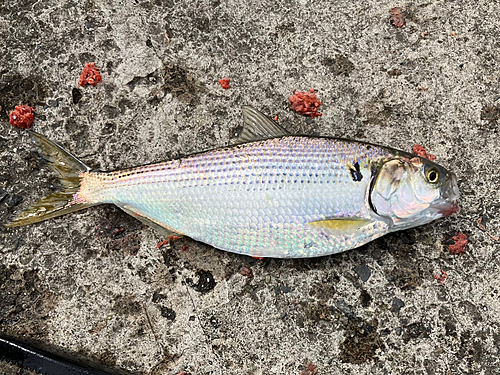 コノシロの釣果