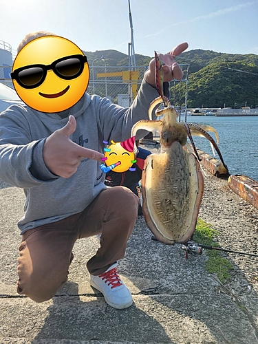 モンゴウイカの釣果