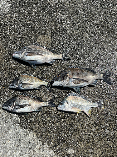 クロダイの釣果