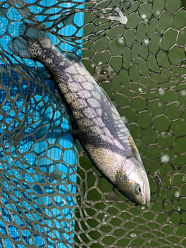 ニジマスの釣果