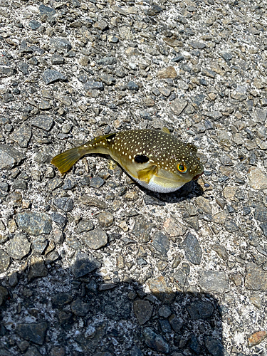 クサフグの釣果