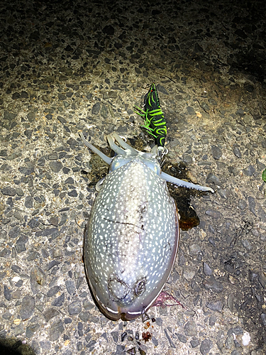 シリヤケイカの釣果