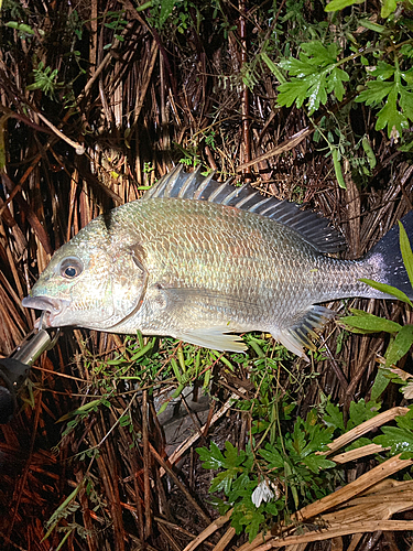 キビレの釣果