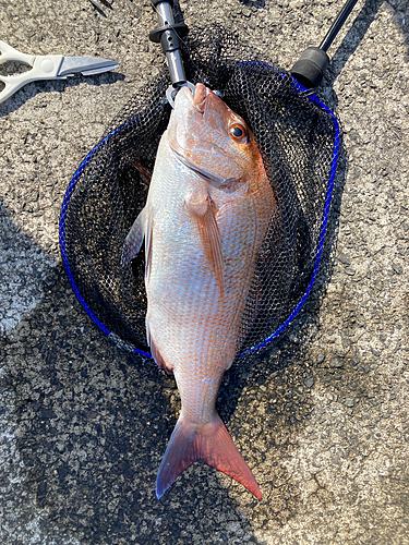 マダイの釣果