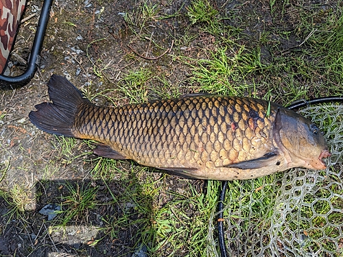 コイの釣果