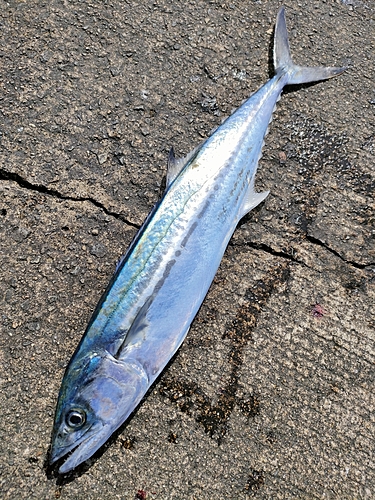 サゴシの釣果