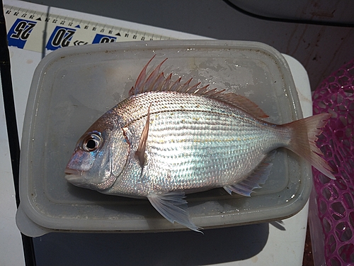 チダイの釣果