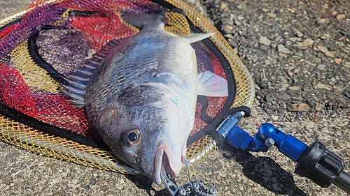 キビレの釣果