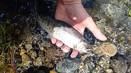 ヤマメの釣果