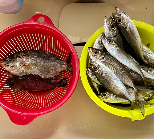 マアジの釣果