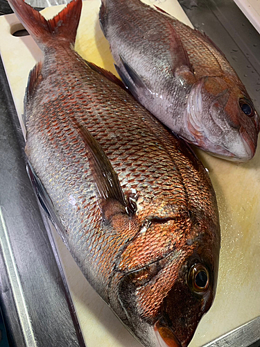 タイの釣果