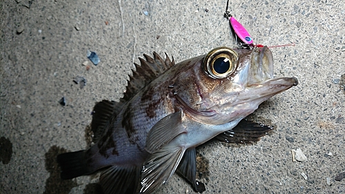 メバルの釣果