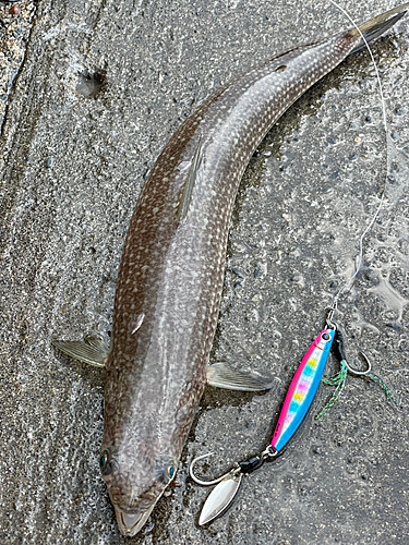 エソの釣果