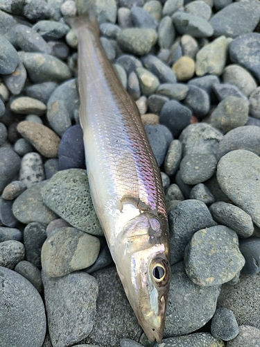 シロギスの釣果