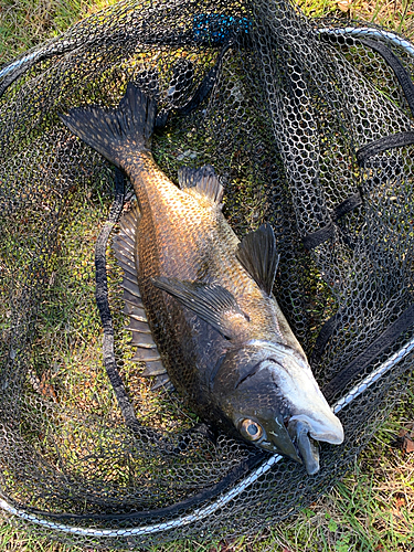 チヌの釣果