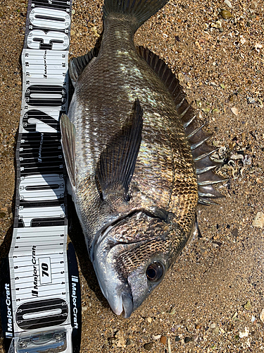 チヌの釣果