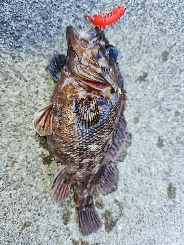 オウゴンムラソイの釣果