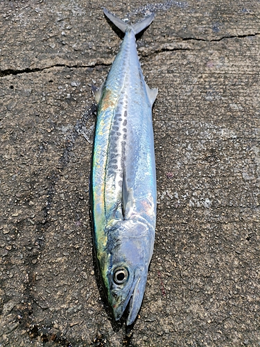 サゴシの釣果