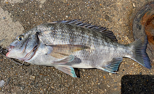 クロダイの釣果