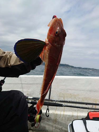 ホウボウの釣果