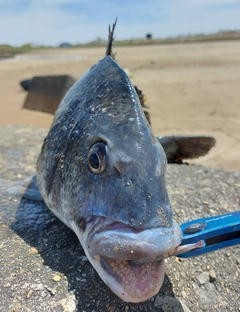 チヌの釣果