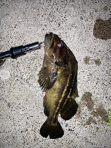 シマゾイの釣果