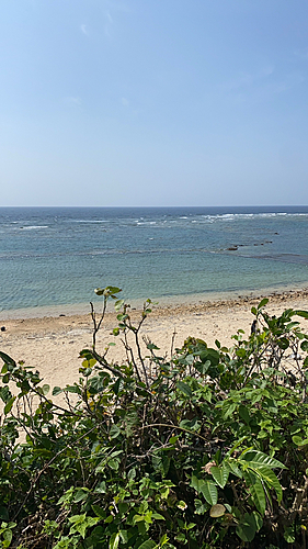 イシミーバイの釣果