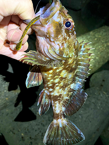 カサゴの釣果