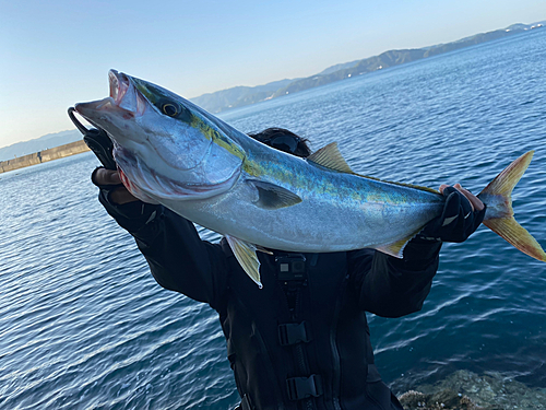 メジロの釣果