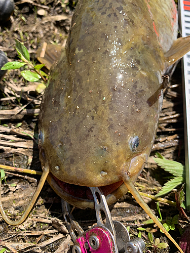 ナマズの釣果