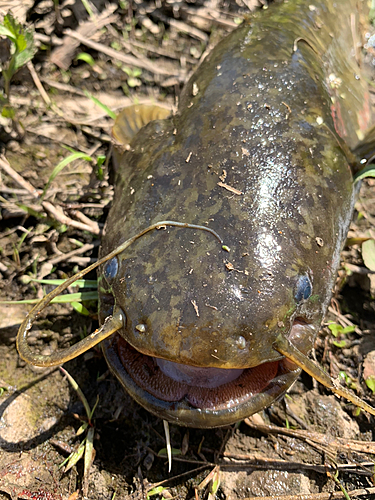 ナマズの釣果