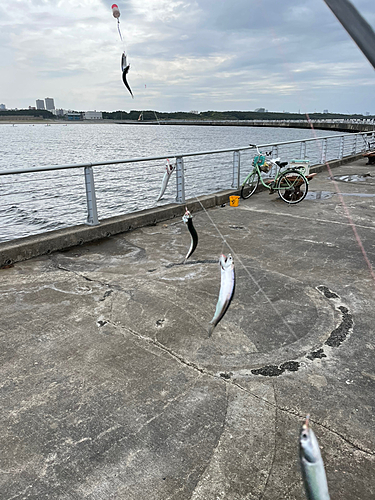 カタクチイワシの釣果