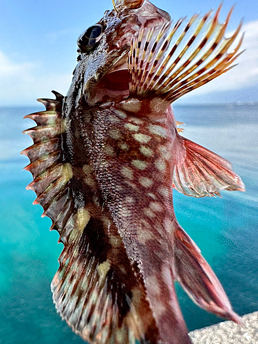 カサゴの釣果