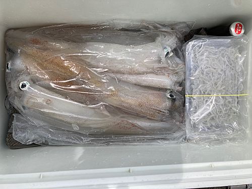 ヤリイカの釣果