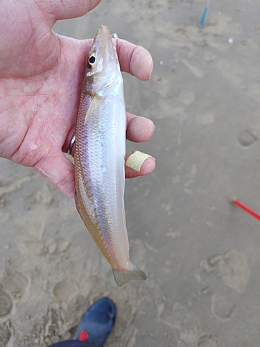 キスの釣果