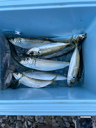 アジの釣果