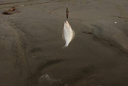 ソゲの釣果