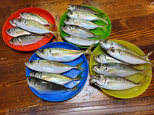 アジの釣果