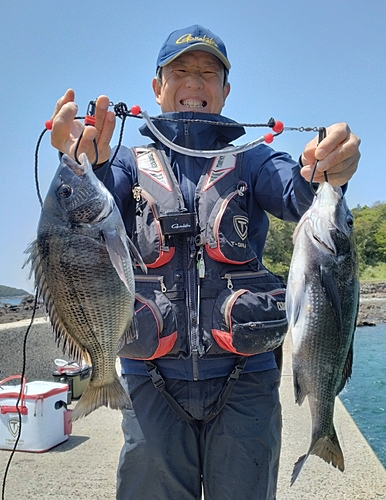 チヌの釣果