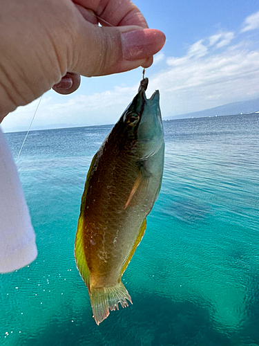 オトメベラの釣果