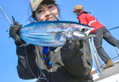 カツオの釣果