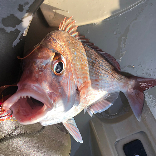 マダイの釣果