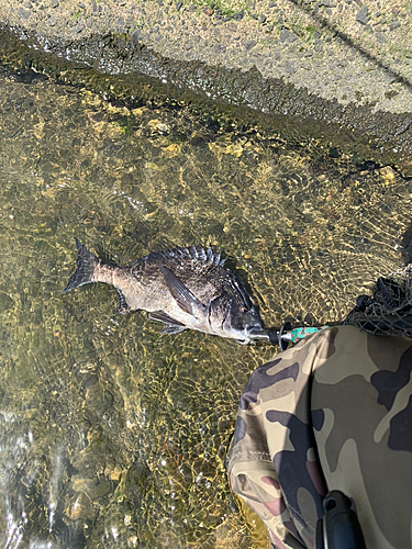 チヌの釣果