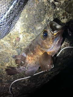 アカメバルの釣果